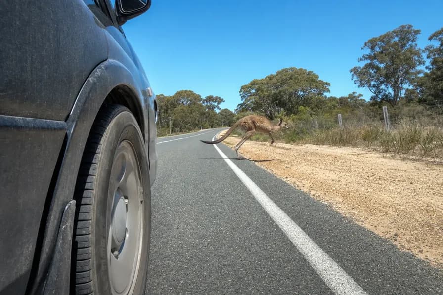 Kangaroo bounding across a bush road ahead of a car
